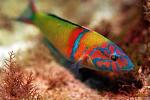 Klicke auf die Grafik fr eine grere Ansicht

Name:	Ornate Wrasse - Full shot.jpg
Hits:	351
Gre:	69,2 KB
ID:	48134