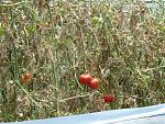 Klicke auf die Grafik fr eine grere Ansicht

Name:	Tomaten.jpg
Hits:	411
Gre:	121,7 KB
ID:	59672